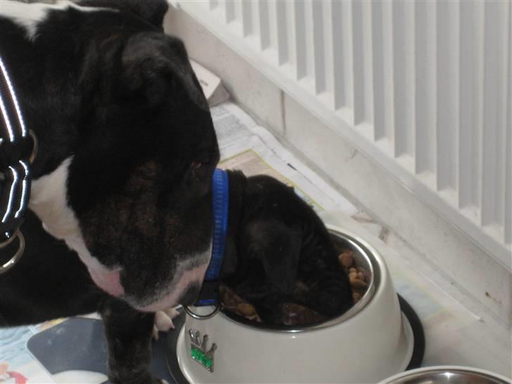 Bullterrier Kalle billede 8