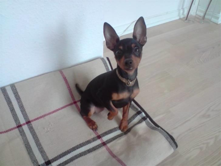 Dvaergpinscher Rødkildes Chillum - Burberry style :) billede 4