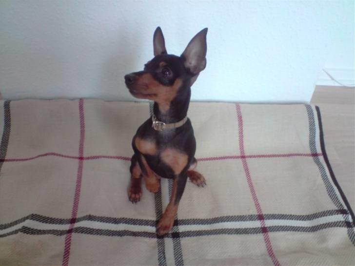 Dvaergpinscher Rødkildes Chillum - Burberry style :) billede 5