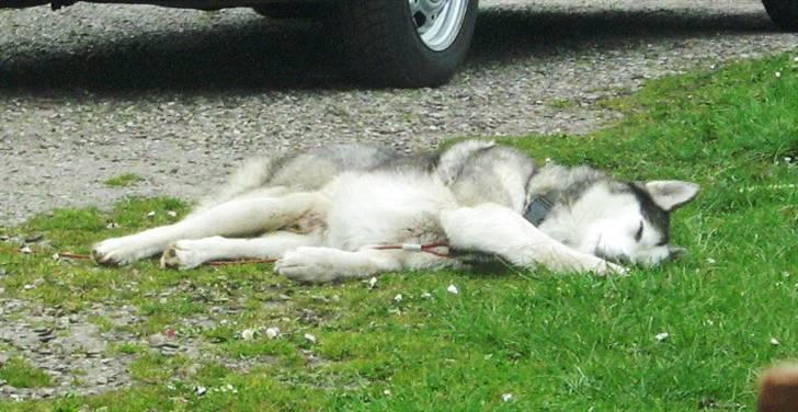 Siberian husky Sjanto billede 7