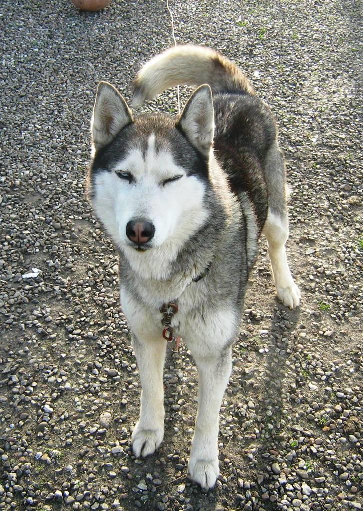 Siberian husky Sjanto billede 8