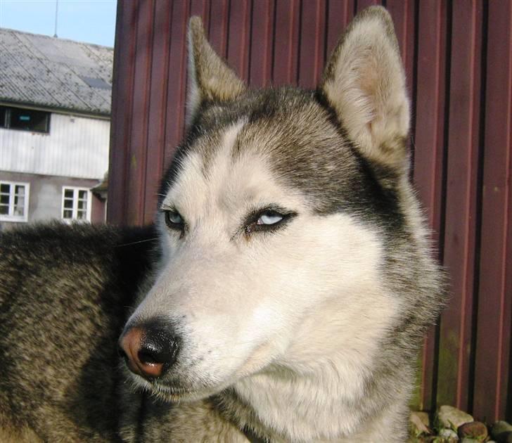 Siberian husky Sjanto billede 9