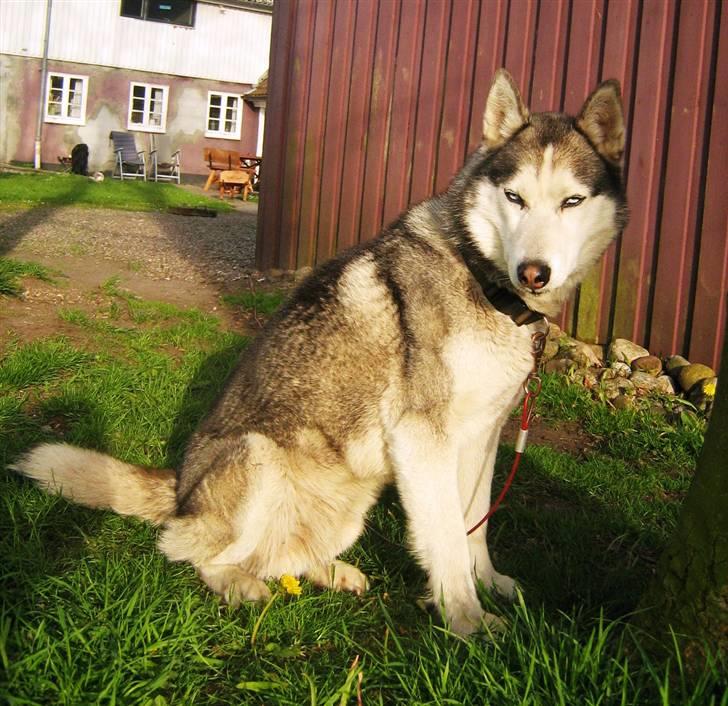 Siberian husky Sjanto billede 10