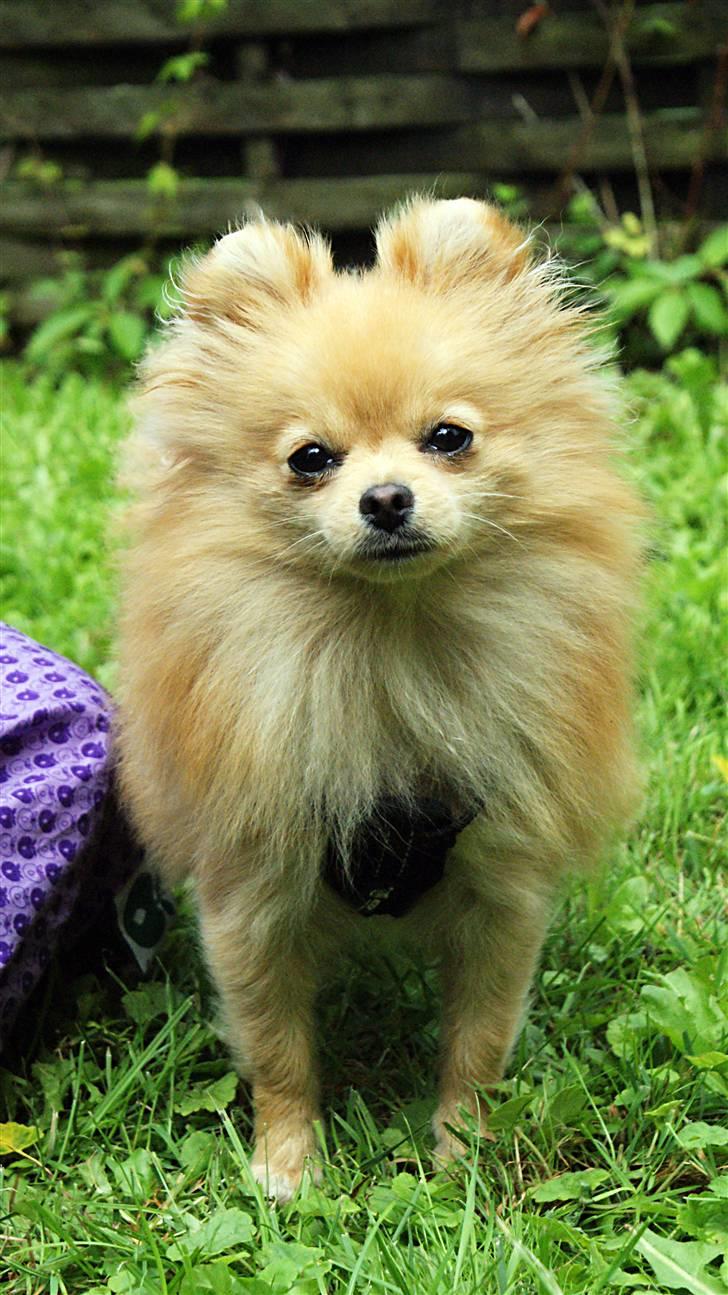Pomeranian Pomzoo's Ice On Fire Amy - se er jeg ikke bare nuser? nu med somemrpels billede 2