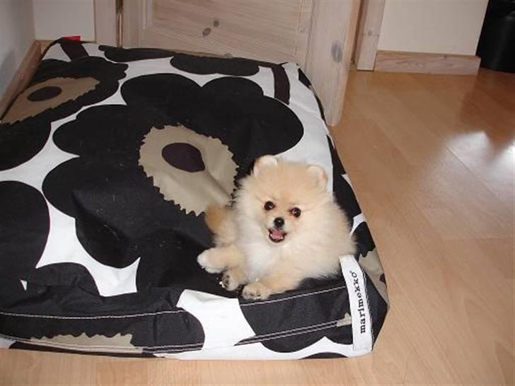 Pomeranian Pomzoo's Ice On Fire Amy - jaaa billede 3