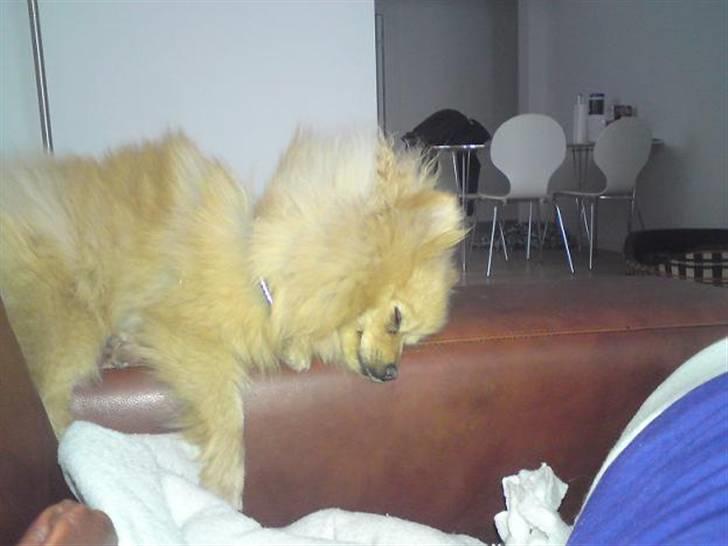 Pomeranian Pomzoo's Ice On Fire Amy - nyt billede 4