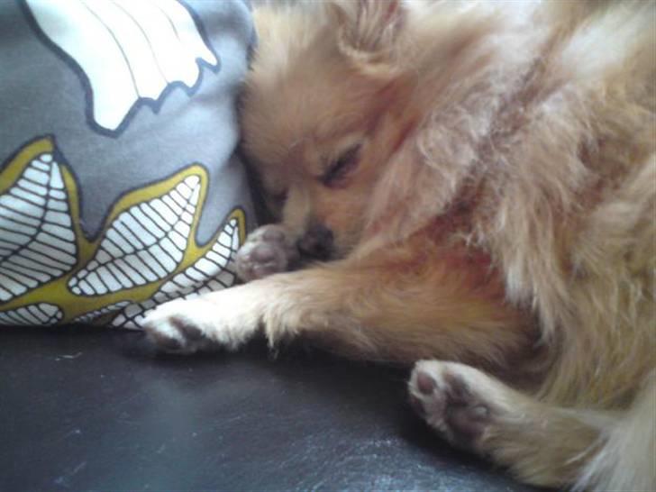 Pomeranian Pomzoo's Ice On Fire Amy - nyt billede 5