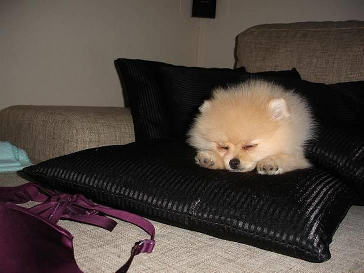 Pomeranian Pomzoo's Ice On Fire Amy billede 6