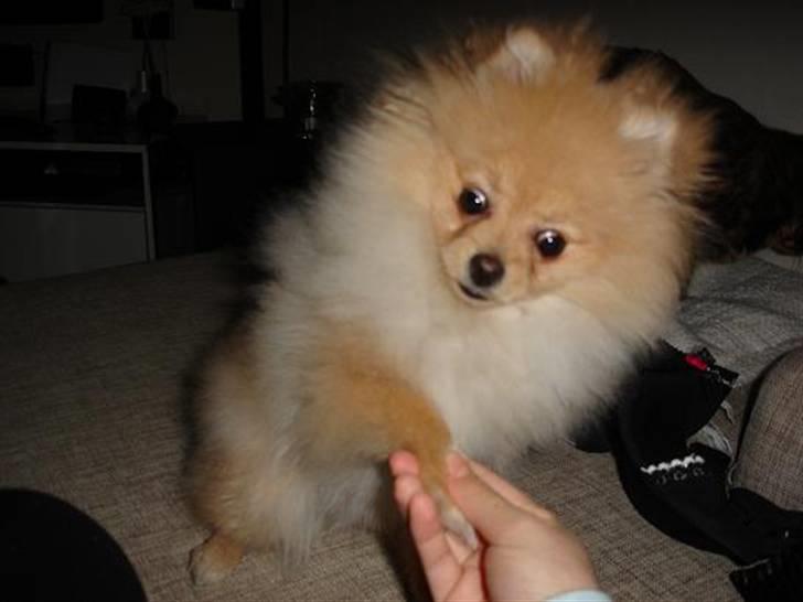 Pomeranian Pomzoo's Ice On Fire Amy - hva laver du :O??? billede 7