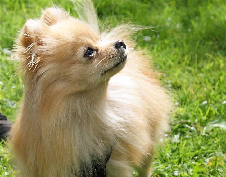 Pomeranian Pomzoo's Ice On Fire Amy - nyt nu med sommerpels :) billede 8
