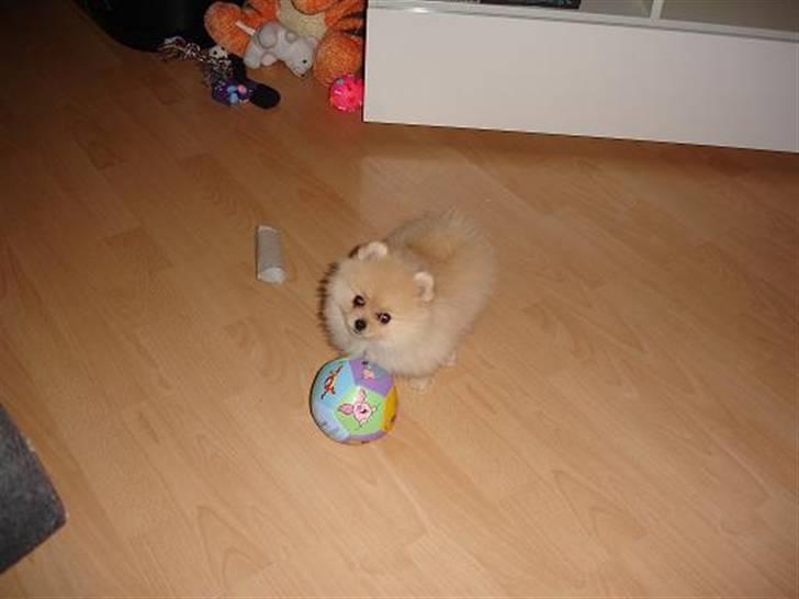 Pomeranian Pomzoo's Ice On Fire Amy billede 9