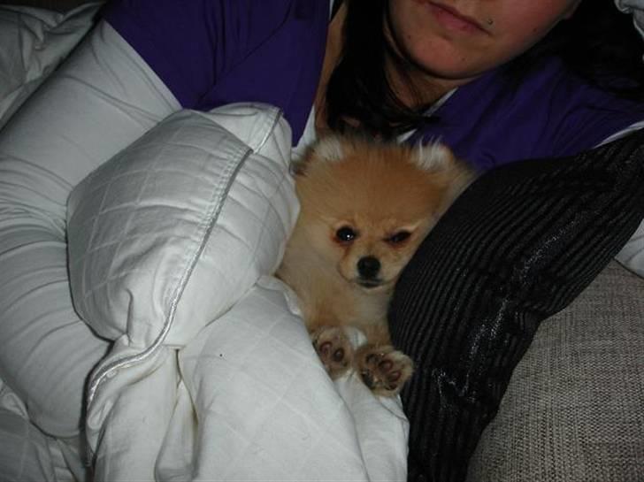 Pomeranian Pomzoo's Ice On Fire Amy billede 10