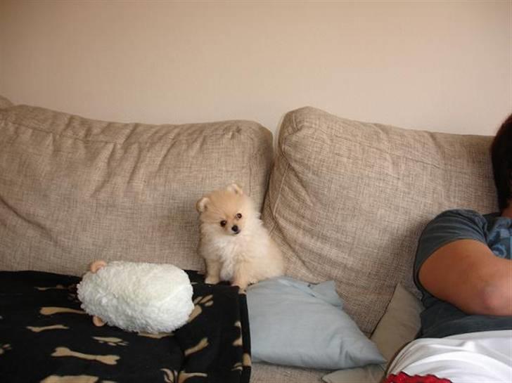 Pomeranian Pomzoo's Ice On Fire Amy billede 11