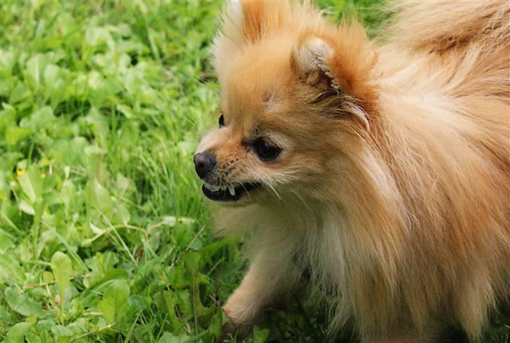 Pomeranian Pomzoo's Ice On Fire Amy - nyt nu med sommerpels :) billede 12