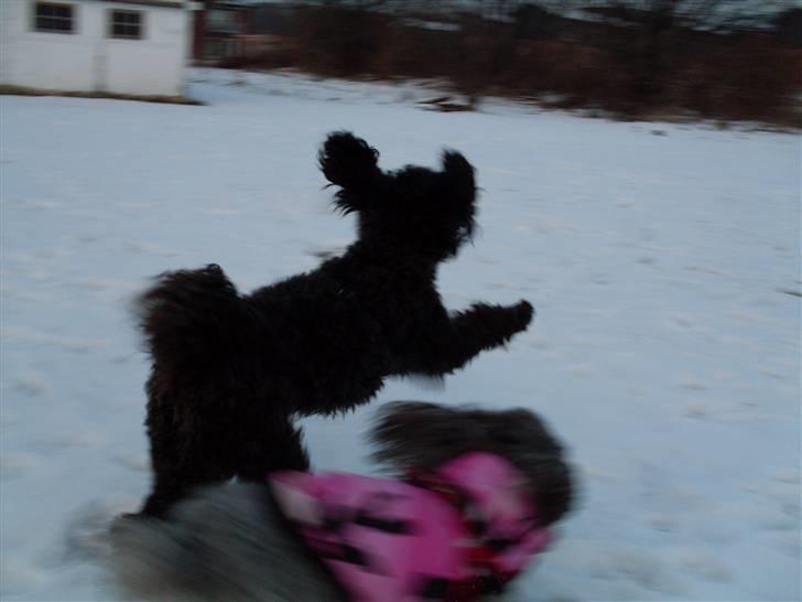 Dværgpuddel Choco - afsted afsted efter bolden billede 13