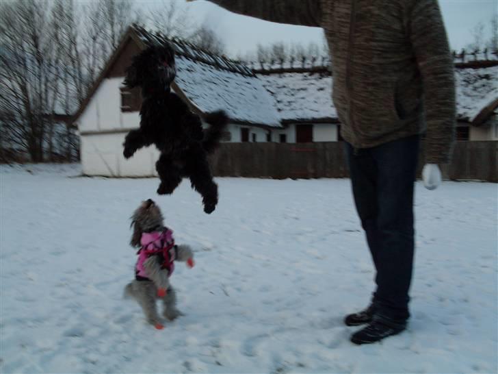 Dværgpuddel Choco billede 14