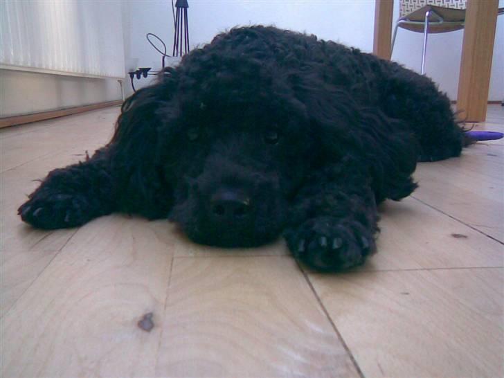 Dværgpuddel Choco billede 15