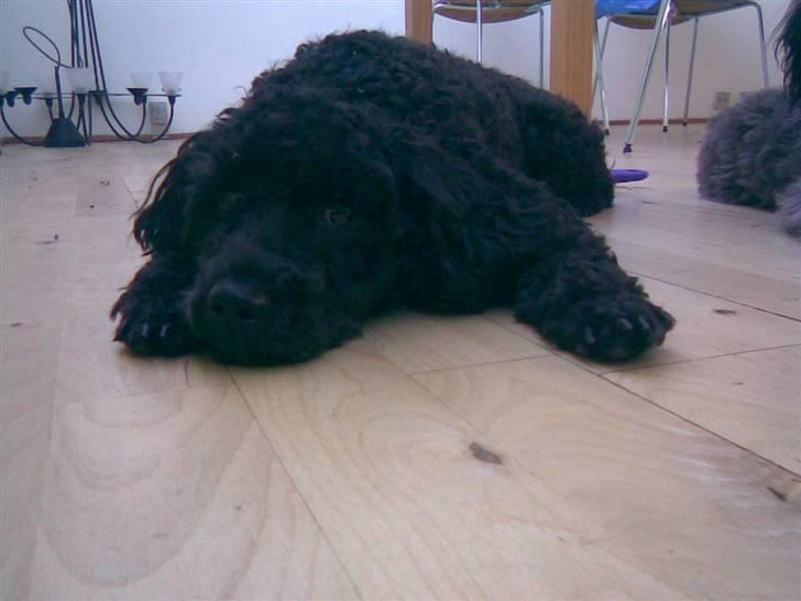 Dværgpuddel Choco billede 16