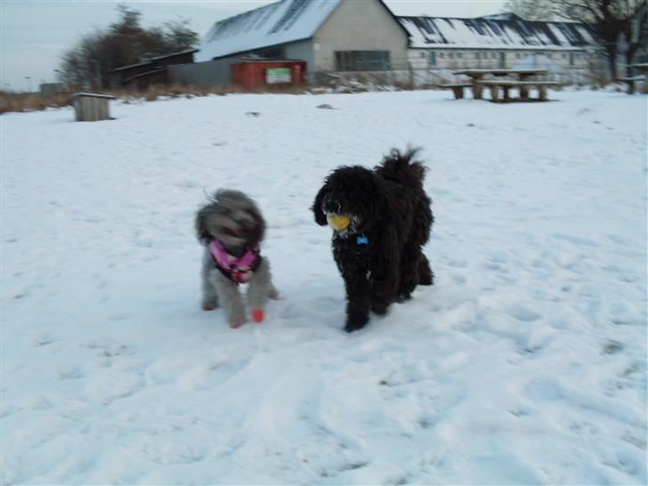 Dværgpuddel Choco - min boldt billede 17