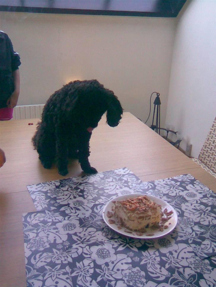 Dværgpuddel Choco - er det virkelig til mig??? billede 18