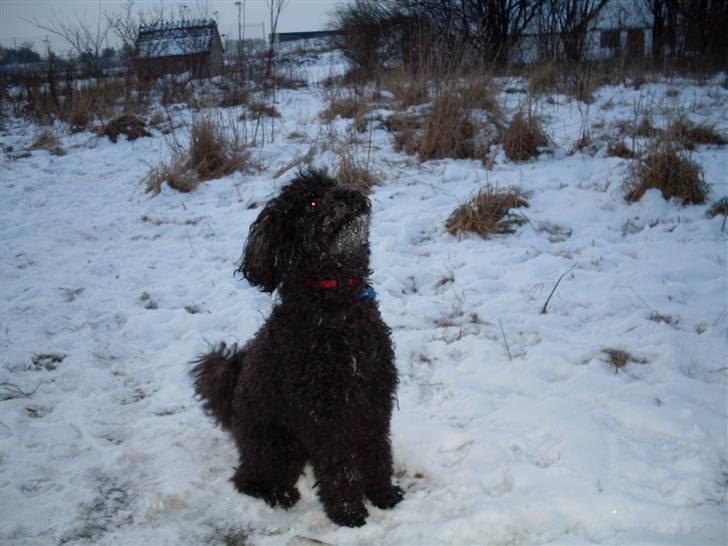 Dværgpuddel Choco - sne sne sne billede 19