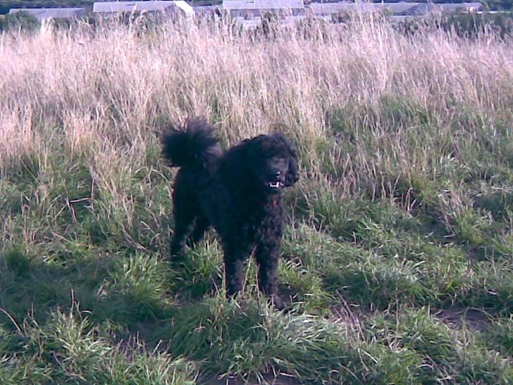 Dværgpuddel Choco billede 20