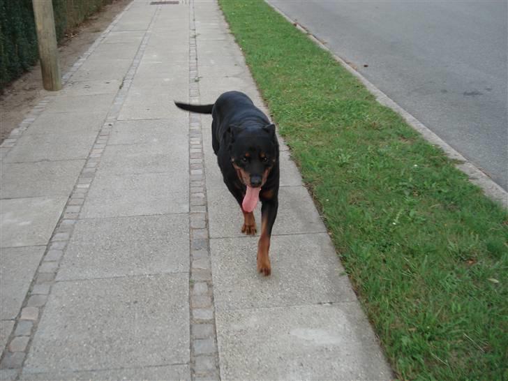 Rottweiler Titan 1998-2008 R.I.P  billede 14