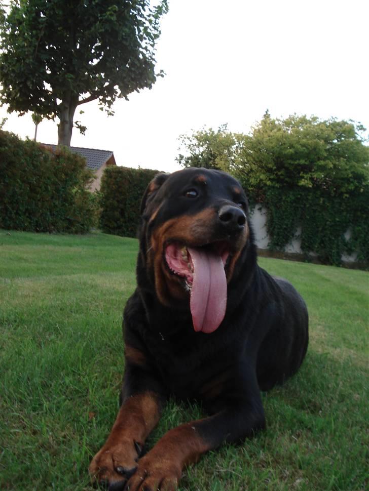 Rottweiler Titan 1998-2008 R.I.P  billede 15