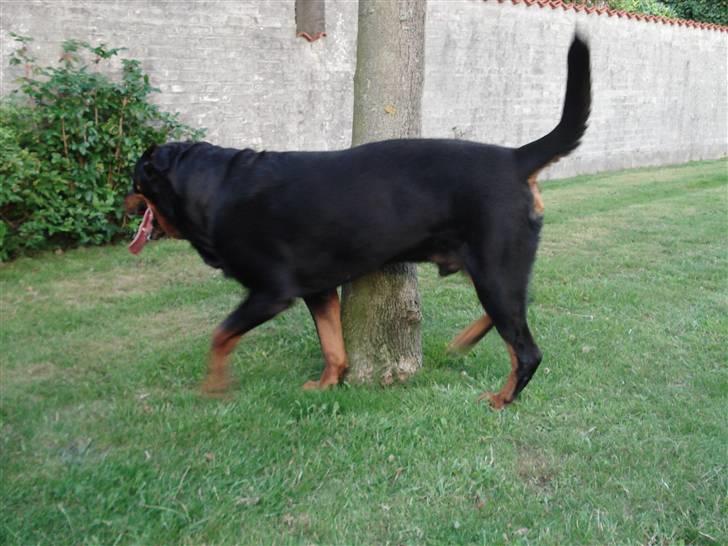 Rottweiler Titan 1998-2008 R.I.P  billede 16