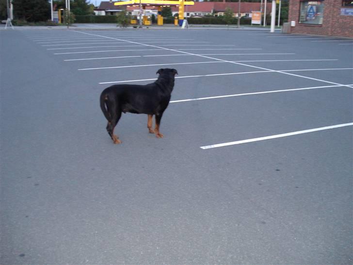 Rottweiler Titan 1998-2008 R.I.P  - Hvor er alle henne? billede 17