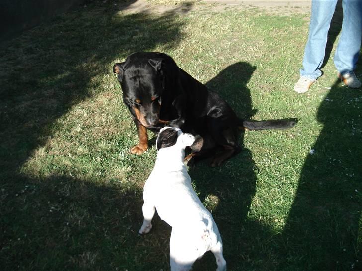 Rottweiler Titan 1998-2008 R.I.P  billede 18