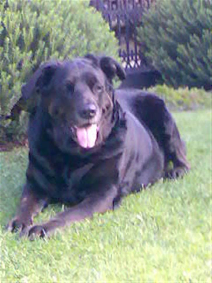 Blanding af racer Nanna (R.I.P) billede 1