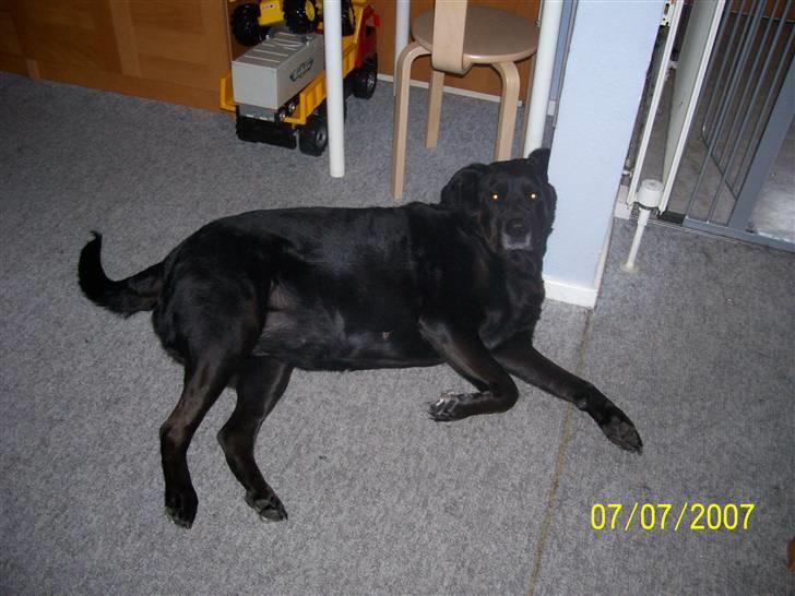 Blanding af racer Nanna (R.I.P) billede 2