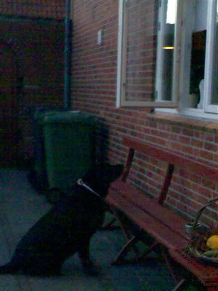 Blanding af racer Nanna (R.I.P) billede 3