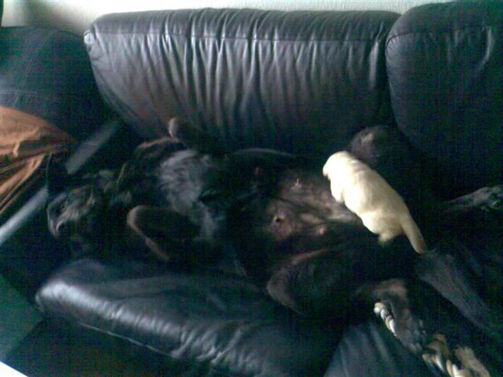 Blanding af racer Nanna (R.I.P) billede 4