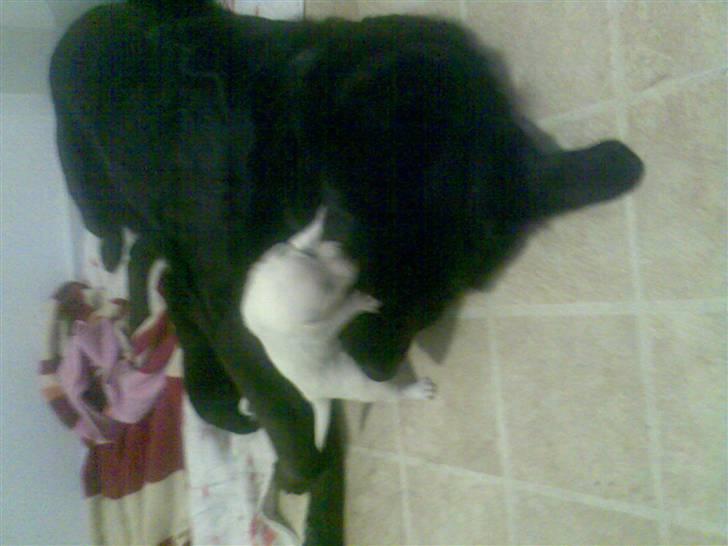 Blanding af racer Nanna (R.I.P) billede 5