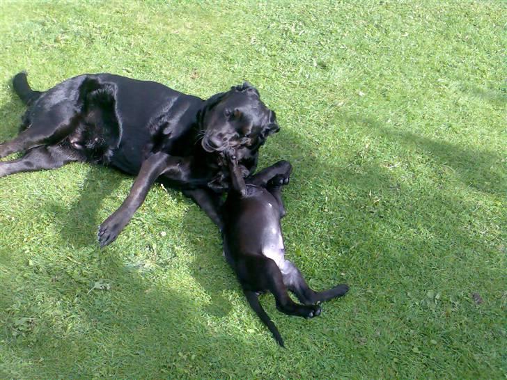 Blanding af racer Nanna (R.I.P) billede 6