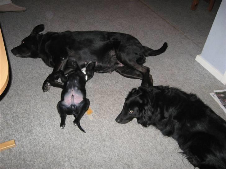 Blanding af racer Nanna (R.I.P) billede 9