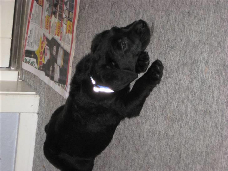 Blanding af racer Nanna (R.I.P) billede 10