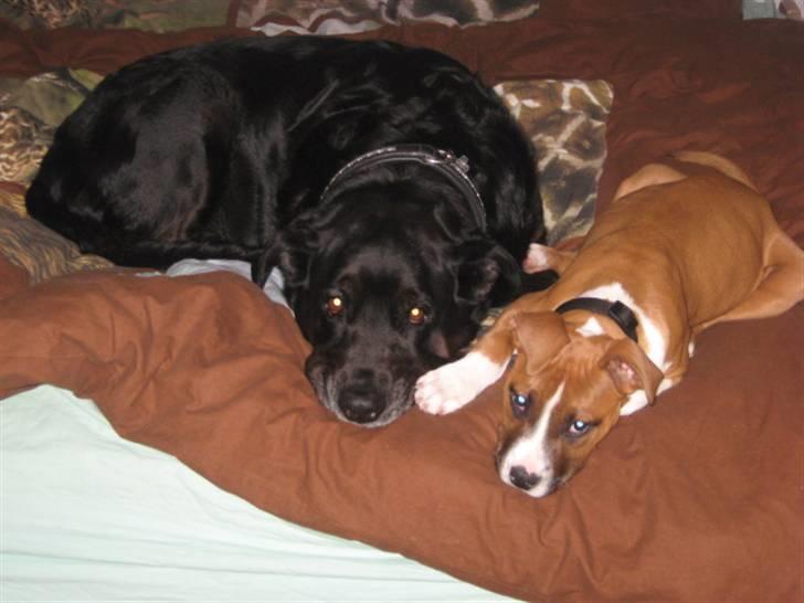 Blanding af racer Nanna (R.I.P) billede 11