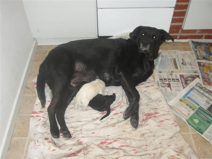 Blanding af racer Nanna (R.I.P) billede 12