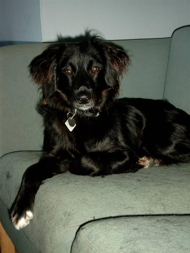 Blanding af racer Nala (RIP) billede 1