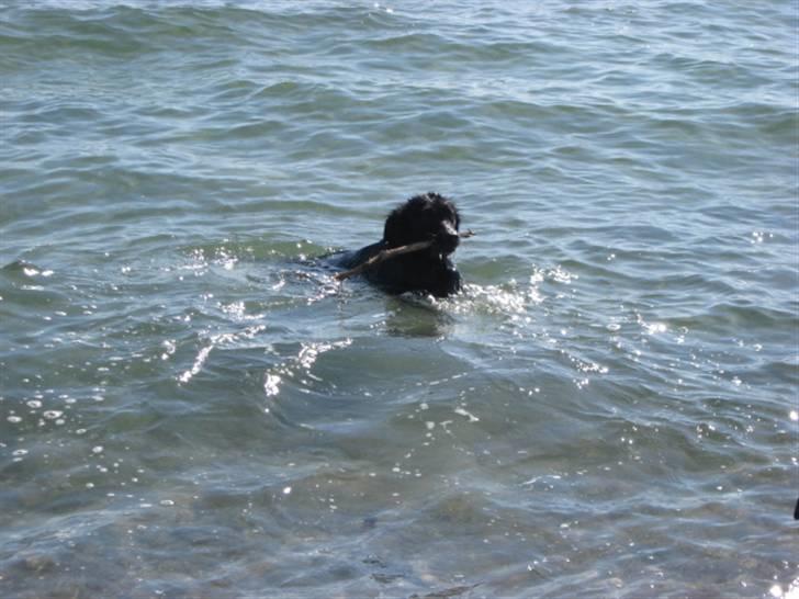 Blanding af racer Nala (RIP) billede 2