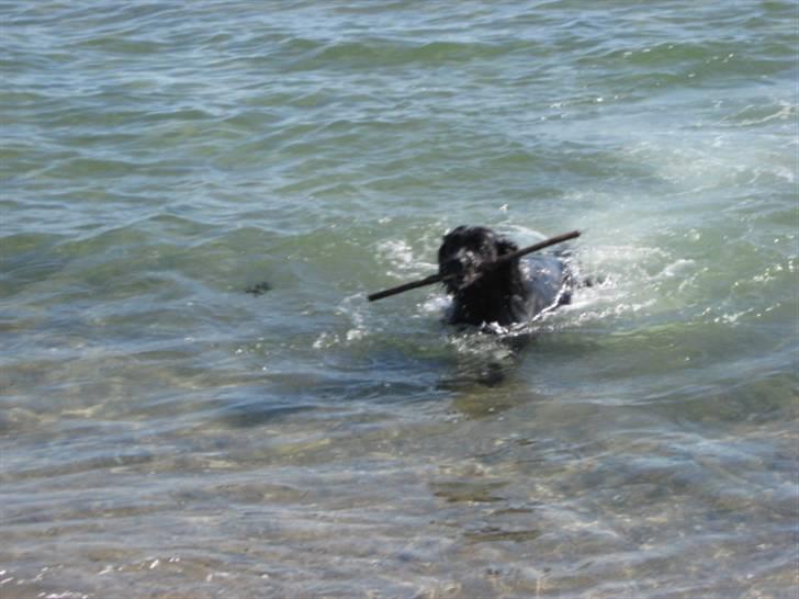 Blanding af racer Nala (RIP) billede 3