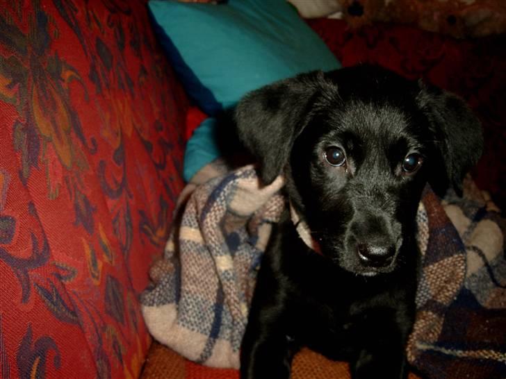 Blanding af racer Nala (RIP) billede 4