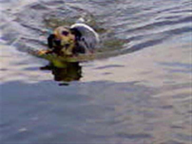 Jack russell terrier Hugo R.I.P billede 2