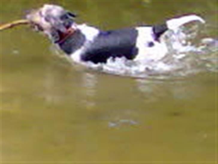 Jack russell terrier Hugo R.I.P billede 3