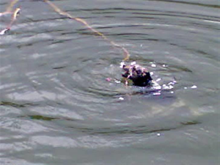 Jack russell terrier Hugo R.I.P billede 4