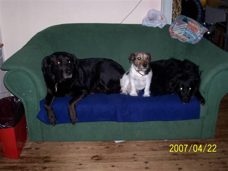 Jack russell terrier Hugo R.I.P billede 5