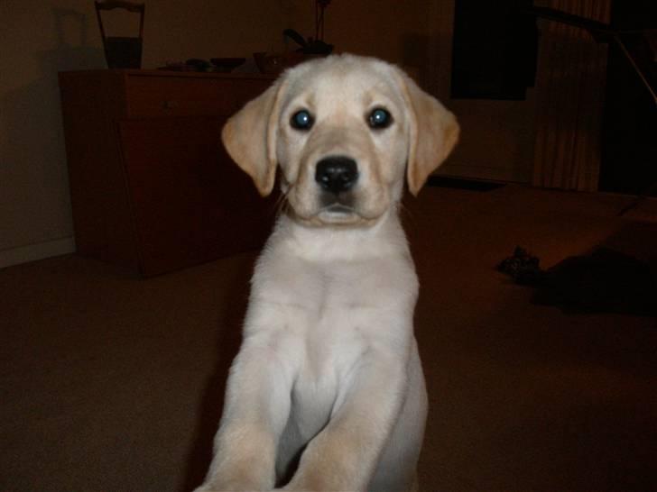 Labrador retriever Luna billede 3